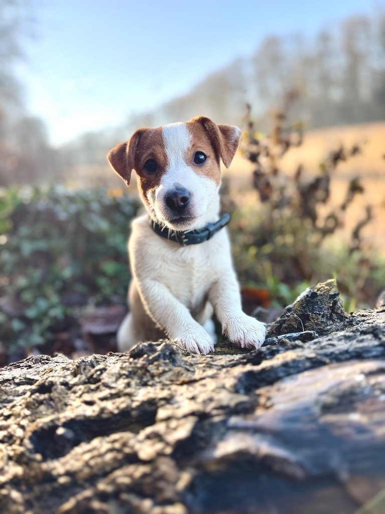 Camille Genevieve - Chiot disponible  - Jack Russell Terrier