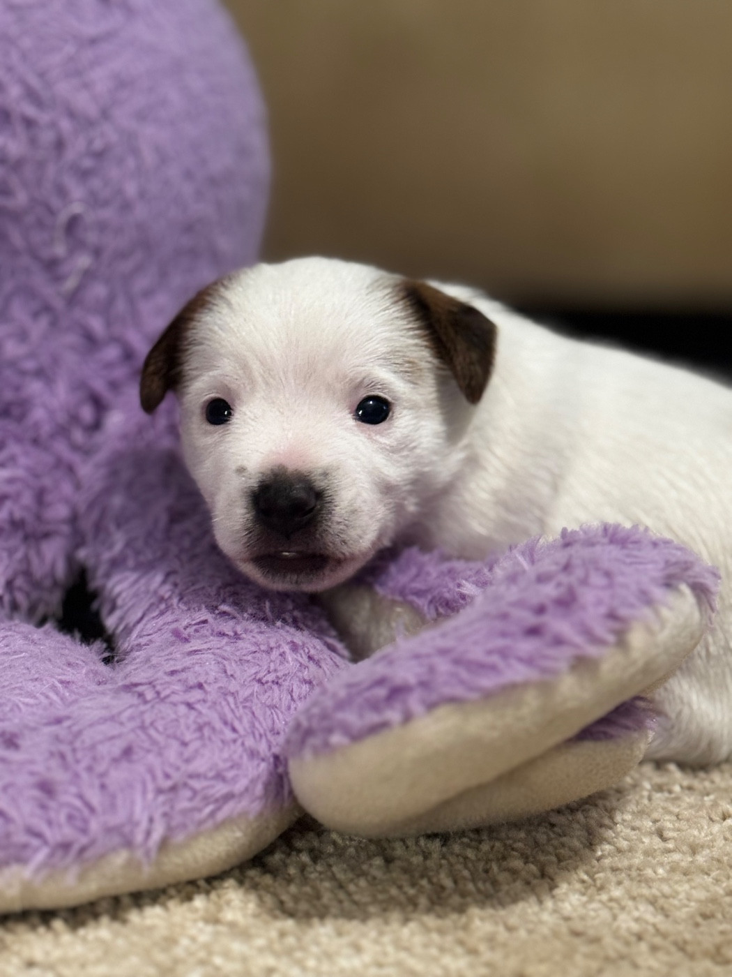 Camille Genevieve - Chiots disponibles - Jack Russell Terrier