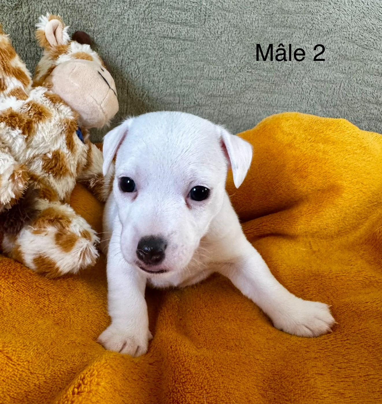 Camille Genevieve - Chiots disponibles - Jack Russell Terrier