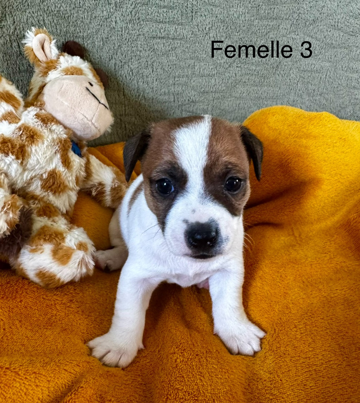 Camille Genevieve - Chiots disponibles - Jack Russell Terrier
