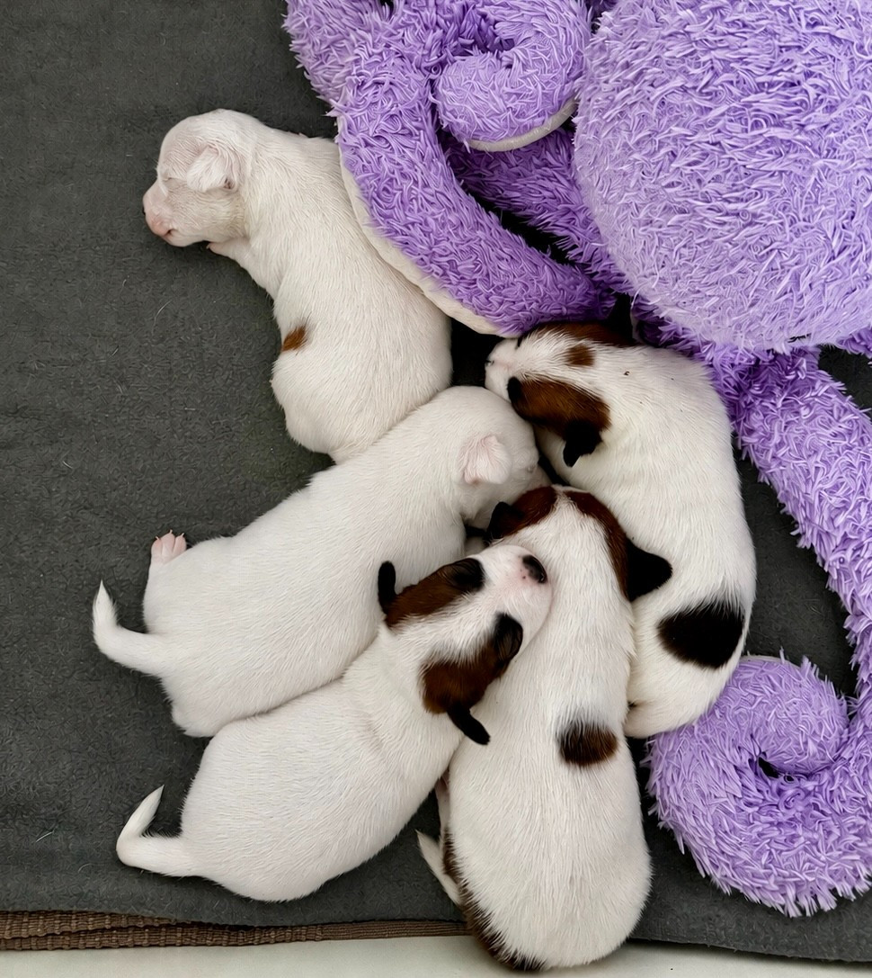 Chiot Jack Russell Terrier Camille Genevieve