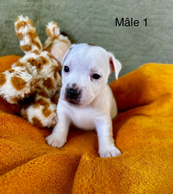 Chiot N°1