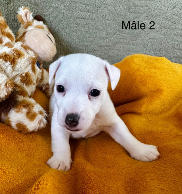 Chiot N°2