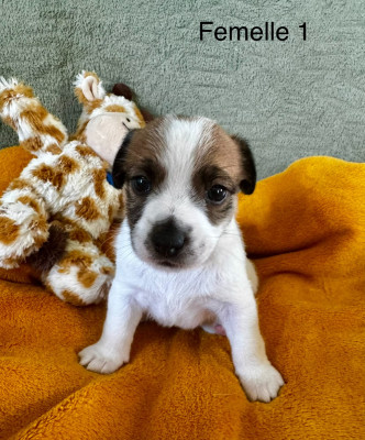 Chiot N°3