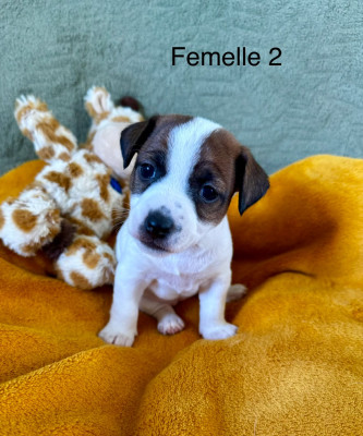 Chiot N°4